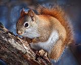 Red Squirrel In A Tree_24414
